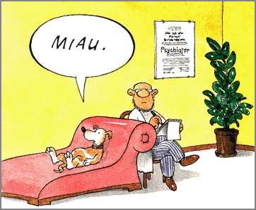 gato_en_analisis